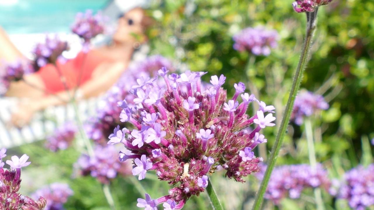 White Lilac Romantic B&B - Adults Only Arona Esterno foto